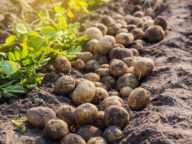 Выкопать картофель, оставить его рядом с гнездами