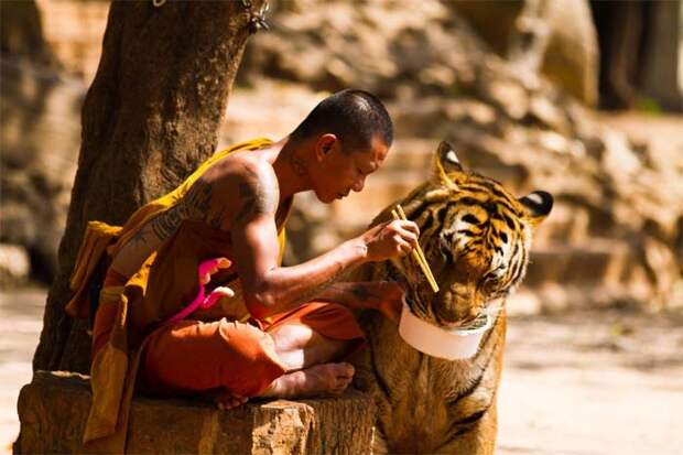 Почему в Таиланде закрыли тигриный монастырь