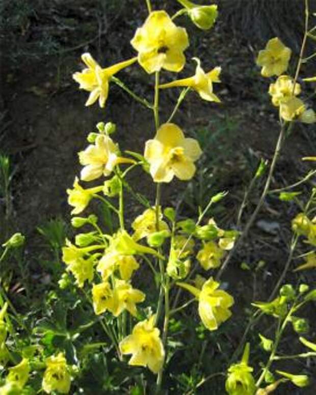 Дельфиниум желтый (Delphinium luteum)