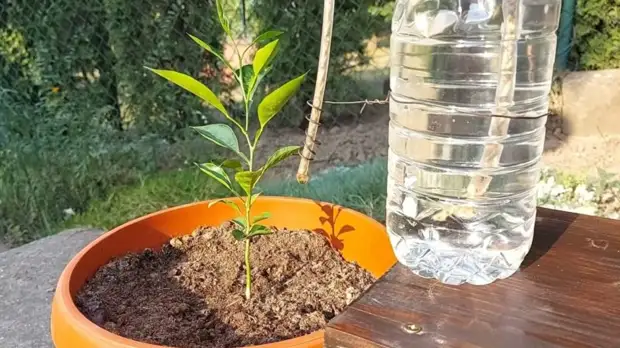 Простейший бутылочный капельный полив. Сделайте такой перед отпуском, и цветы будут политы