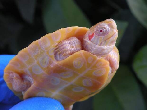 Удивительные редкие черепахи-альбиносы выглядят как сказочные существа 