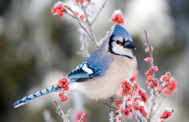 Почему птицы не мерзнут зимой: природные хитрости и секреты тепла