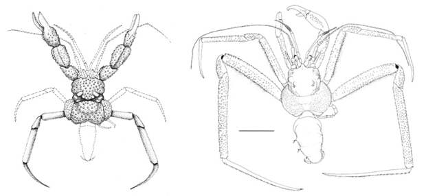 Рис. 10. Сравнение реконструкций ископаемого рака-отшельника Mutotylaspis tripudium и современного Tylaspis anomala