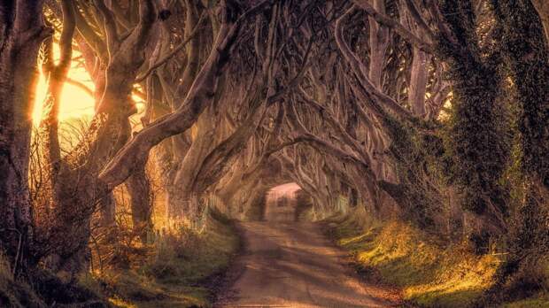 Буковая аллея, Северная Ирландия красивые места, мир, природа, путешествия, сказка
