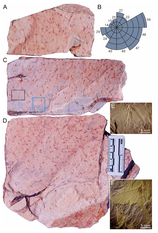 Рис. 5. Плиты раннеюрской породы из формации Шити (Китай) с отпечатками поденок Sharephemeridae