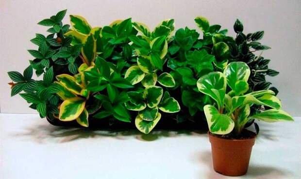 Комнатное растение Пеперомия (Peperomia)