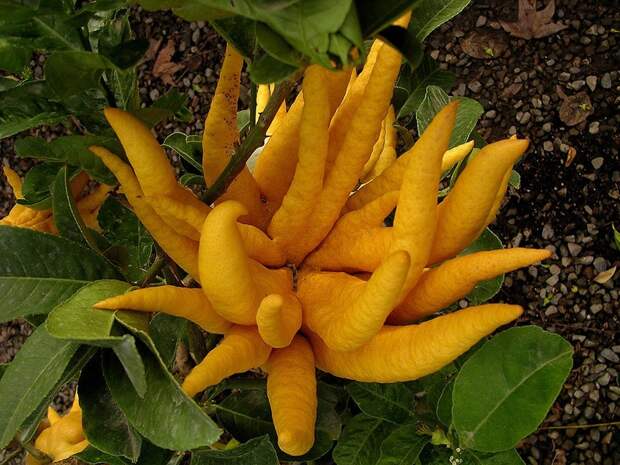 creepyplants30 Самые жуткие растения