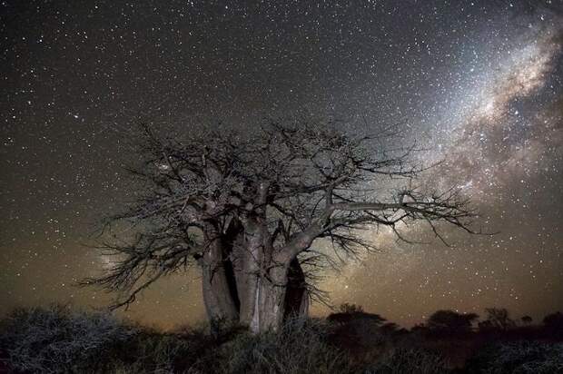 Старые деревья Африки как будто стремятся достать ветвями звездное небо.