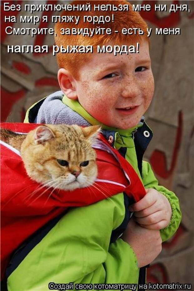 Лучшие котоматрицы недели (50 фото)