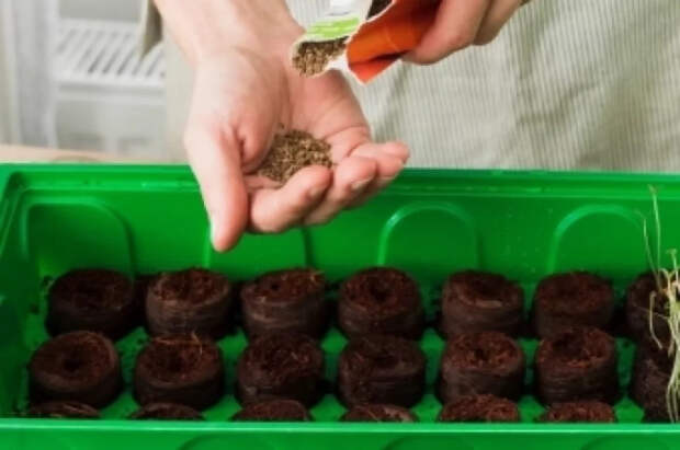 Садовод Воронова назвала растения, которые стоит посадить в начале февраля