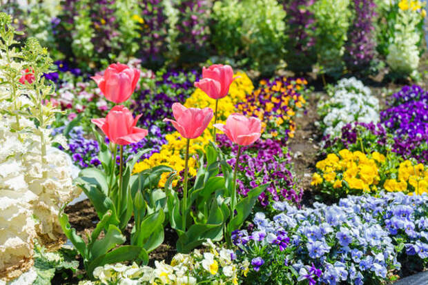 Если вы хотите высадить тюльпаны в цветник с многолетниками, лучше отвести им роль второго плана