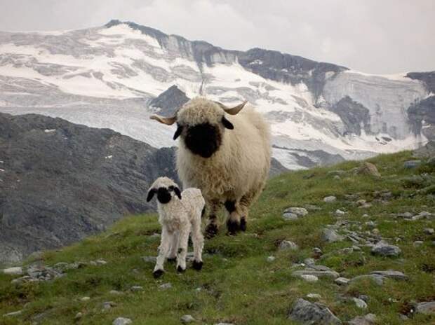 Животный мир: мамы и их малыши - фотографии - овечки
