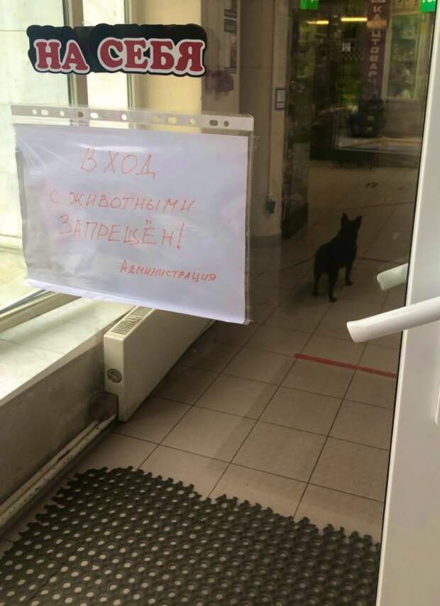 Это не собака, а мой троюродный дядя, отвяжись, администрация