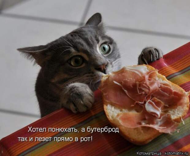 Лучшие котоматрицы недели (50 фото)