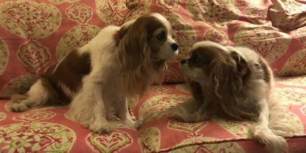 dog-doppelgangers-today-main-001-180309_951dc2c70e815c613faab53835fa7dd9.focal-860x430