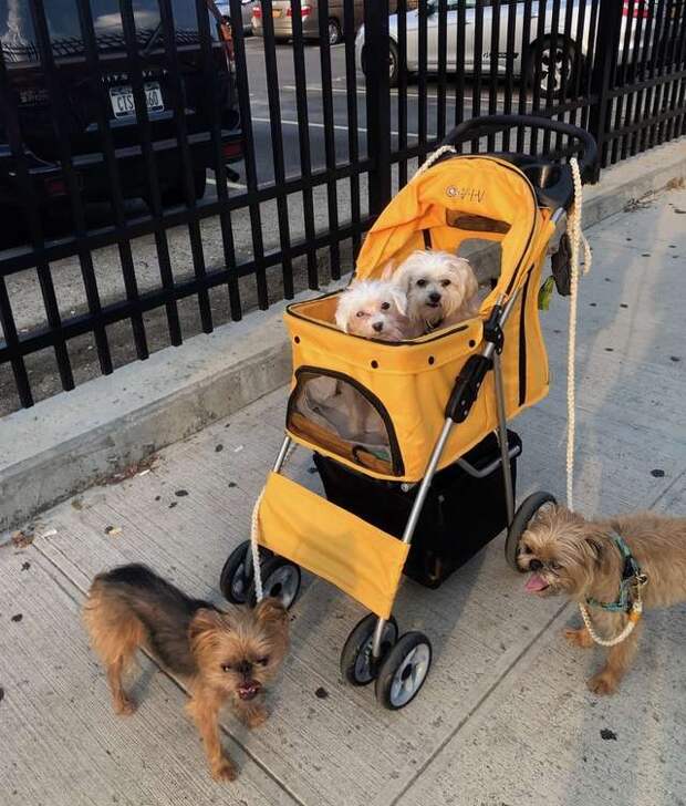 четыре собаки на прогулке