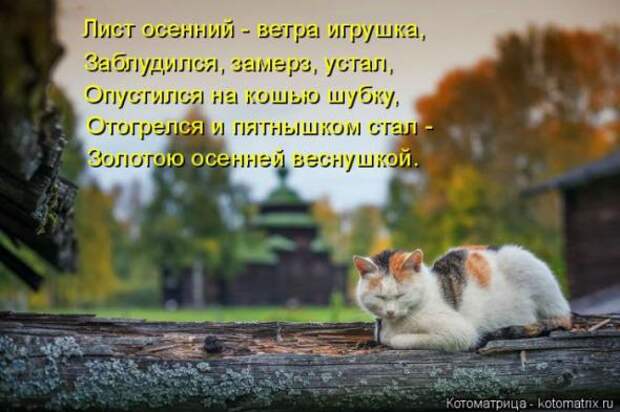 Котоматрицы(картинки с надписями)