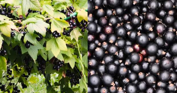 Для закладки будущего урожая: полезные процедуры с черной смородиной после сбора ягод
