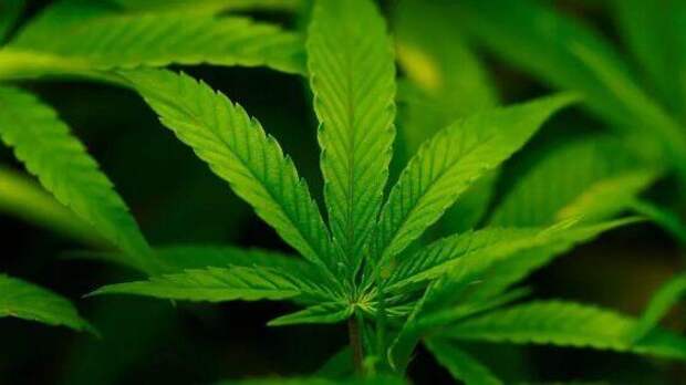 США смягчают подход к каннабису: шаг к реформе или символический жест?