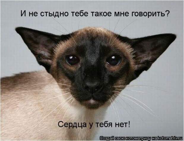 Новые крутые котоматрицы первой недели октября (50 фото) Новые крутые котоматрицы первой недели октября (50 фото)