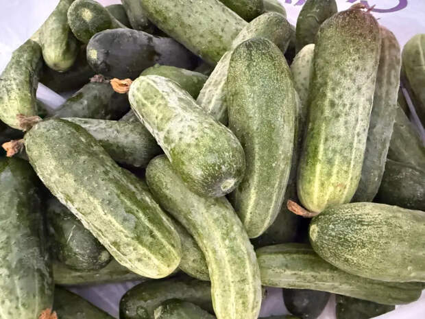 Какие огурцы сажать, чтобы собирать до самой осени: 5 надёжных сортов
