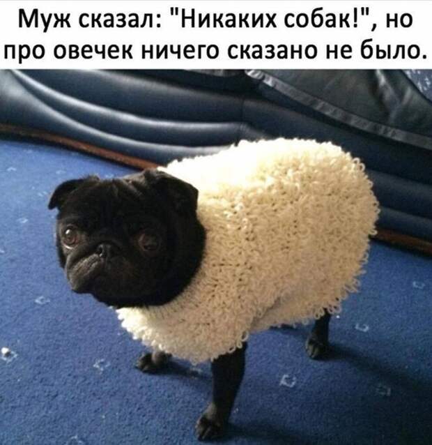 Овечка)