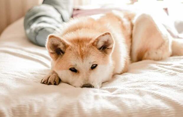 Пёс Филя, потерявшийся в Петербургском метро, обзавёлся новой семьёй