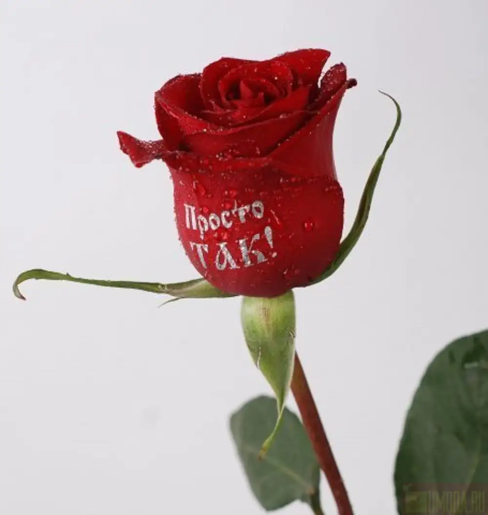 Цветы розы с надписью