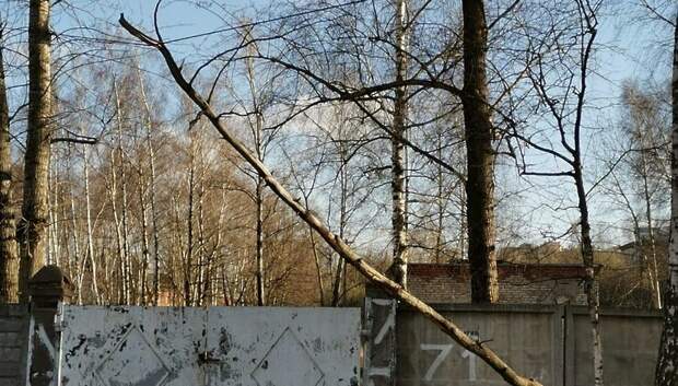 В Подольске убрали дерево, повисшее на проводах
