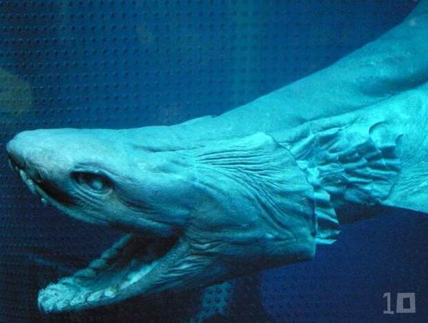 Плащеносная акула - живое ископаемое (5 фото + видео)