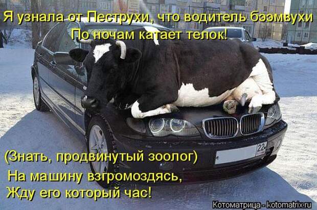 Лучшие котоматрицы недели (50 фото)