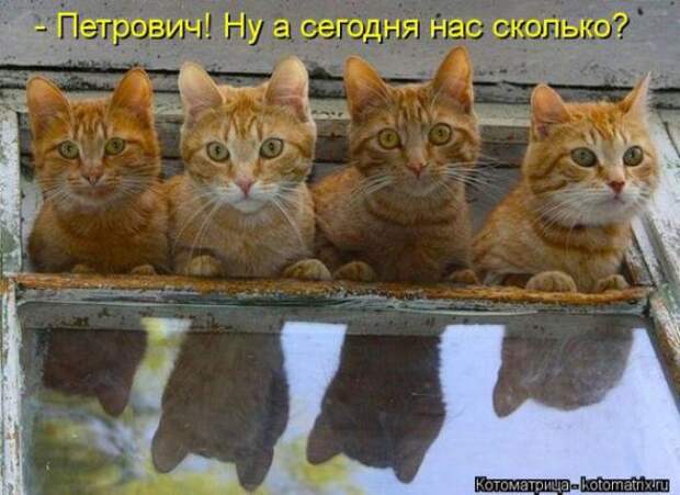 Котоматрицы(картинки с надписями)