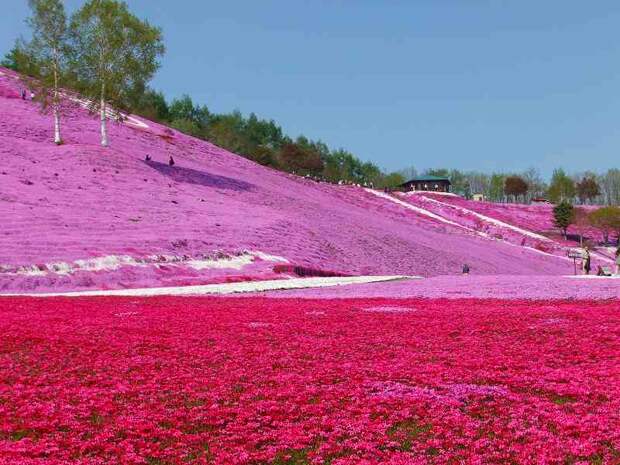 shibazakura20 Буйство красок травяной сакуры