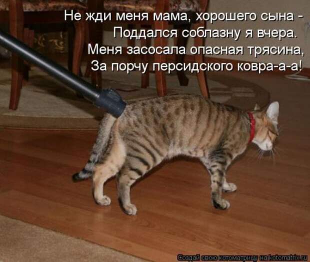 Котоматрицы(картинки с подписями)