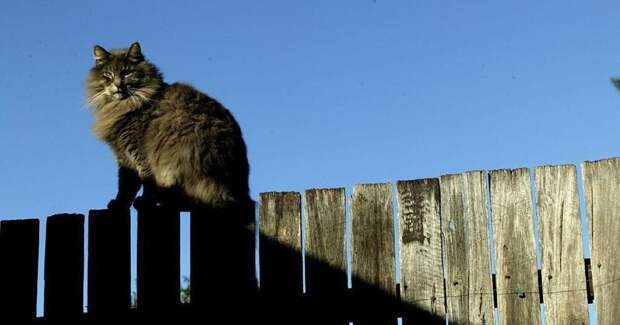 Мужчина принёс в суд кошачьи экскременты