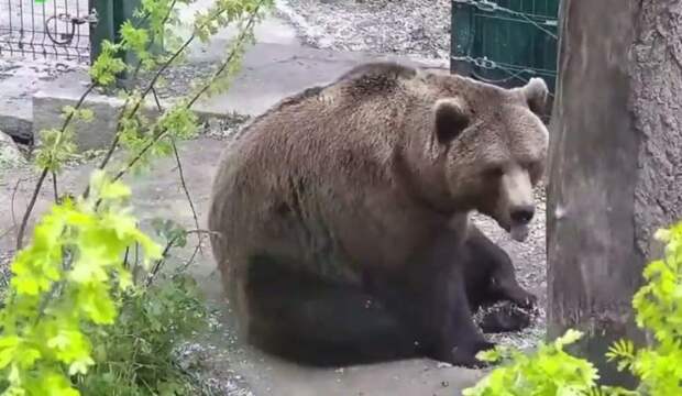 МВД: Жители российских сел напуганы медведями, которые бродят по кладбищам в Радоницу