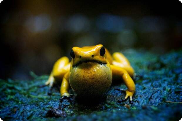 Ужасный листолаз (лат. Phyllobates terribilis)
