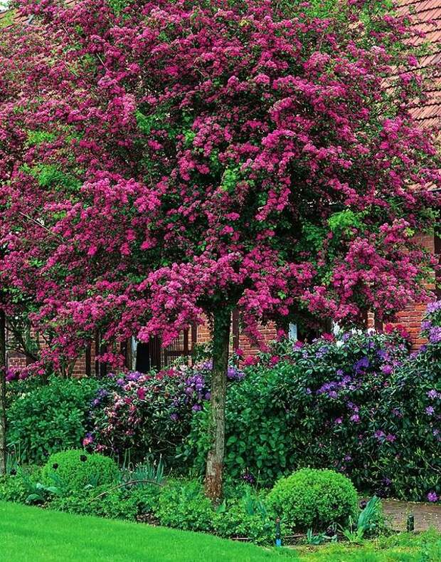 Боярышник полированный (Crataegus laevigata) Paul’s Scarlet Боярышник полированный (Crataegus laevigata) Paul’s Scarlet