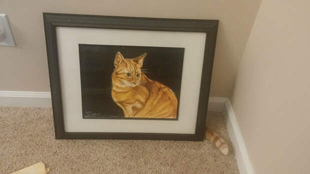 фотографии котов фотографии котов