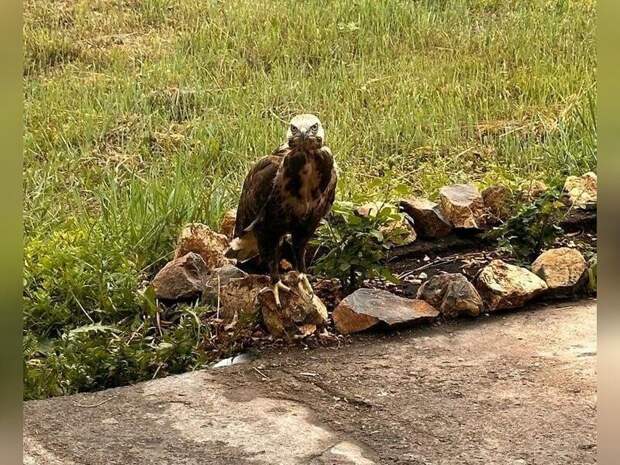 Жительница Приаргунска спасла орла