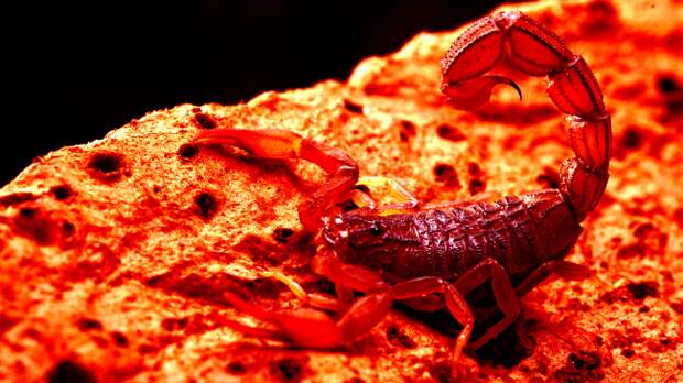 Storms Unleash Massive Swarm Of Scorpions Leaving 500 Hospitalized