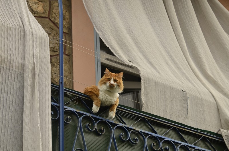 kitties05 30 способов использования котов в хозяйстве