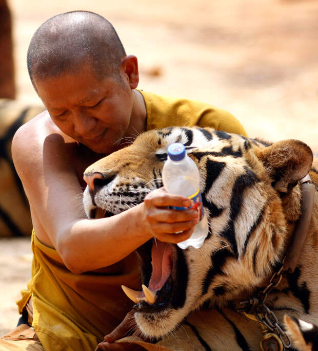 Монах и тигр