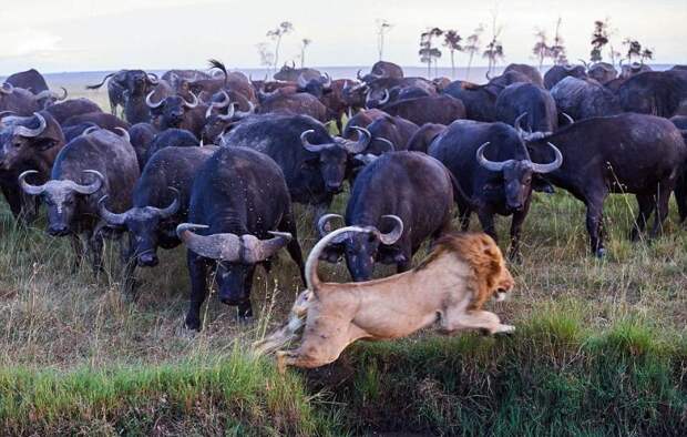 Стадо буйволов собирается навалять льву за убийство своего сородича
