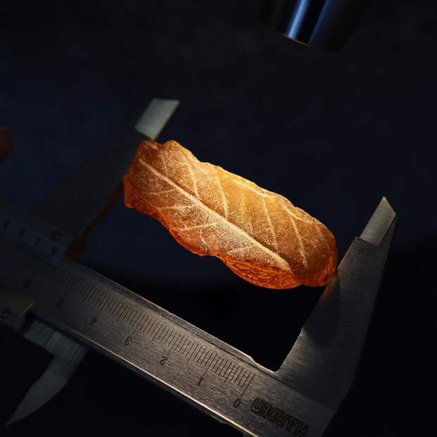 На Янтарном комбинате найден слепок листа эпохи эоцена