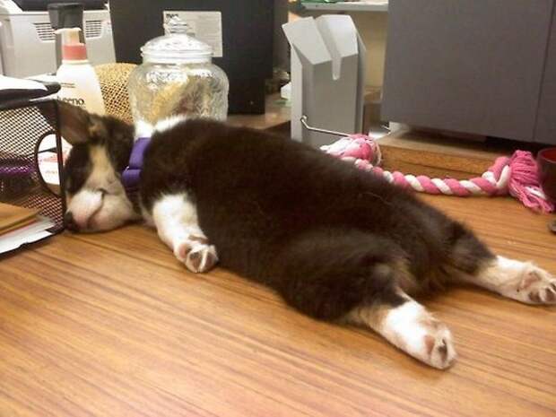 cute-sleeping-corgi-puppy