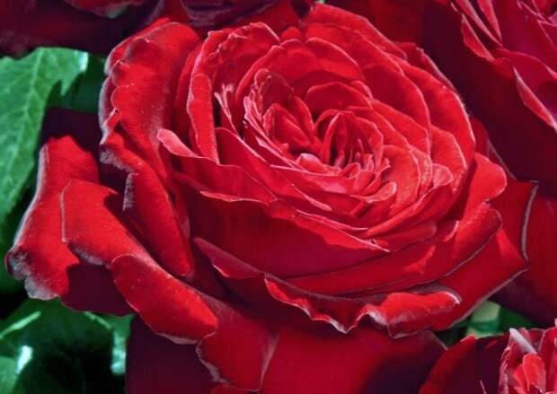 Роза сорта Noemie De Rothschild, фото с сайта pepinieres-chastel.com