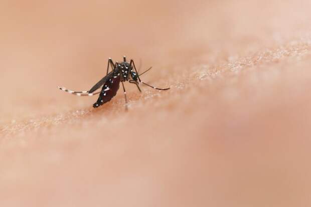 После потопа на Дубай напали комары, зараженные опасными для человека вирусами