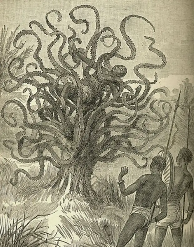 Растение-людоед из Мадагаскара.