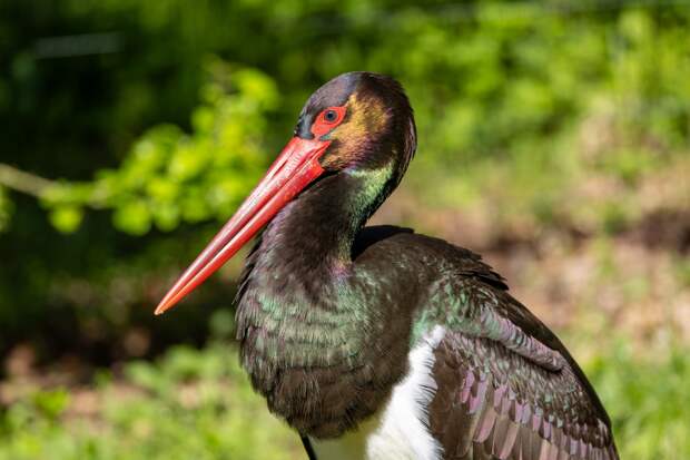 Краснокнижного аиста привезли в российский парк